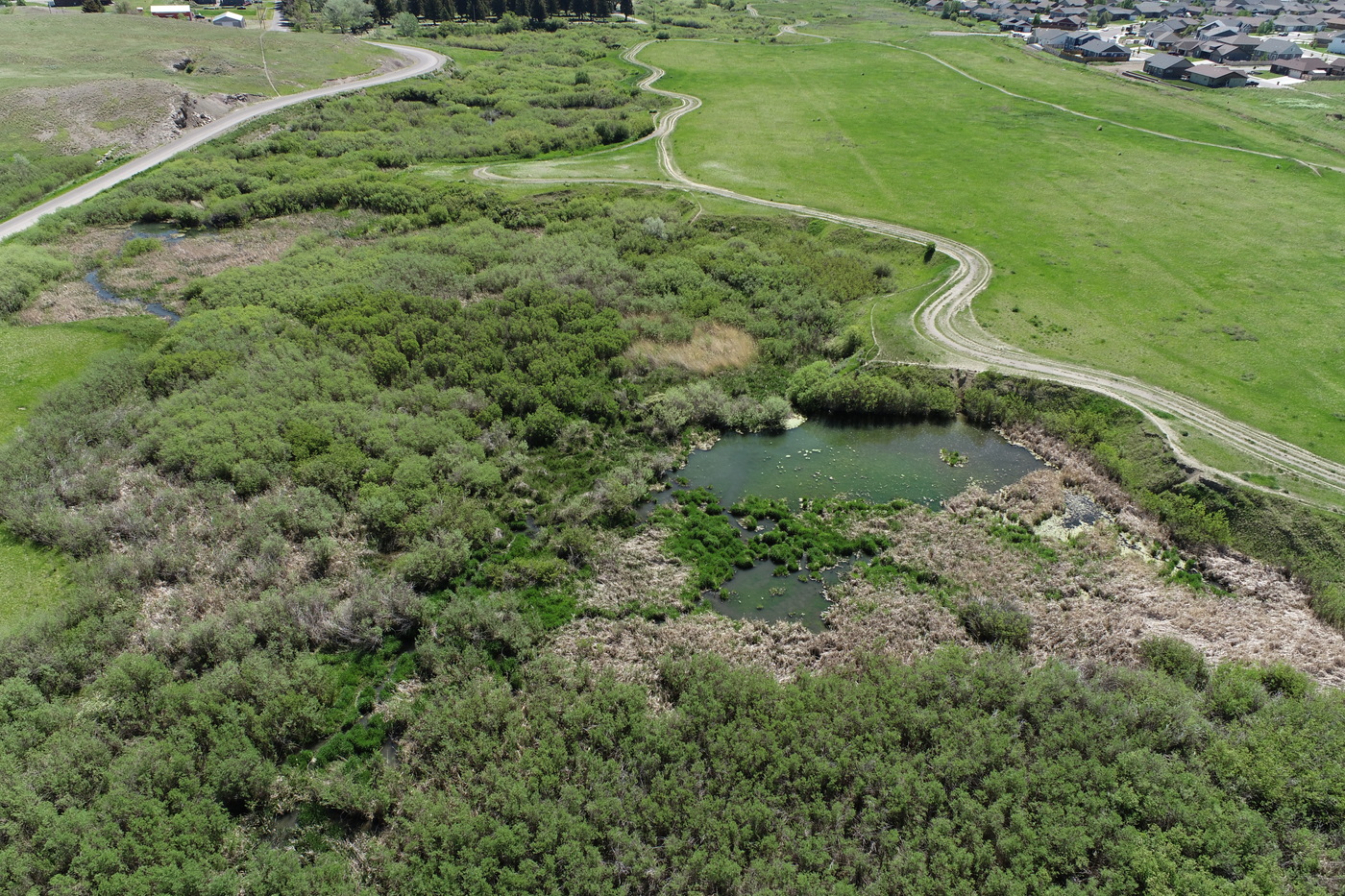 Colorado Columbine purple flower