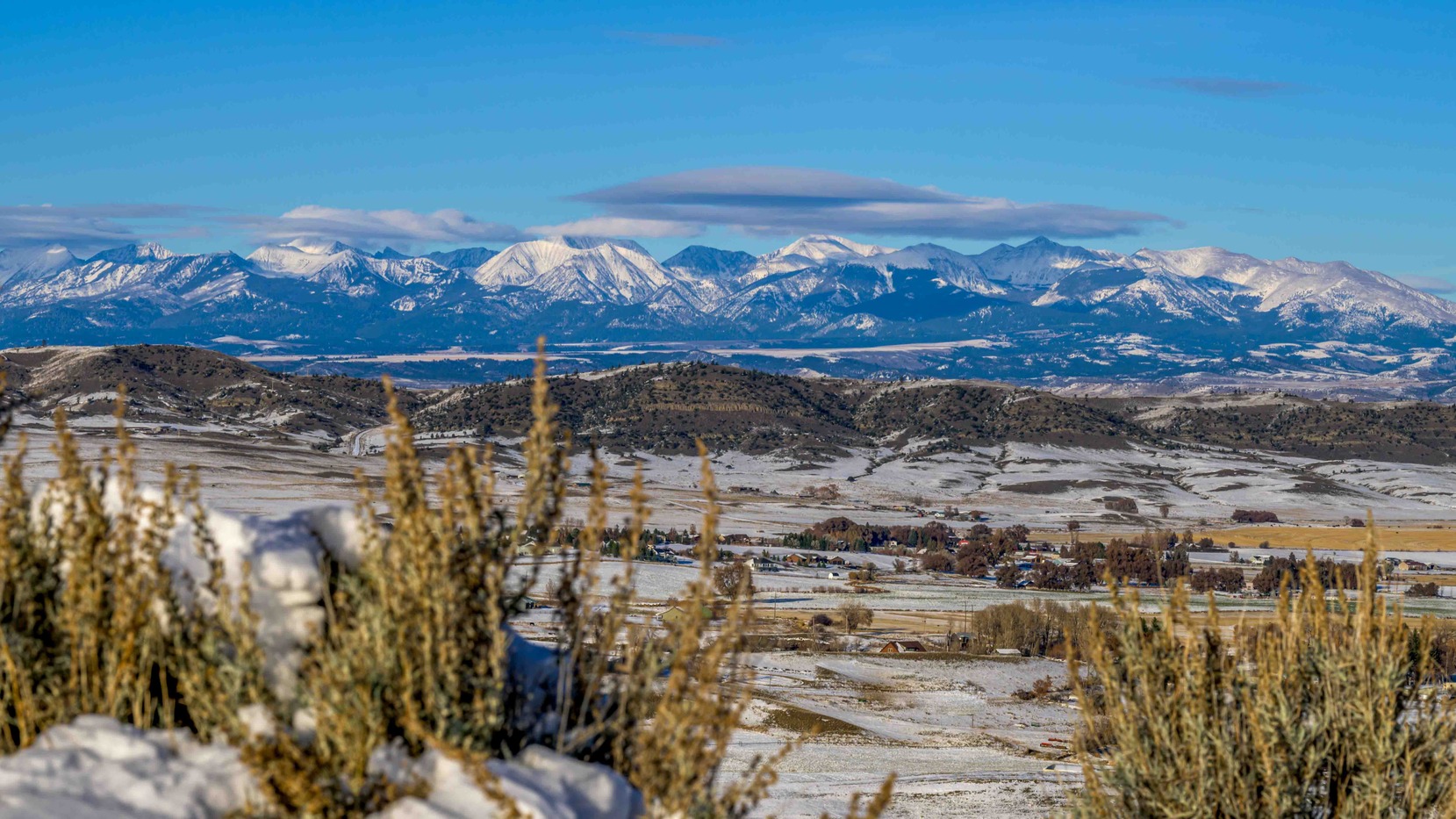 Colorado Columbine purple flower