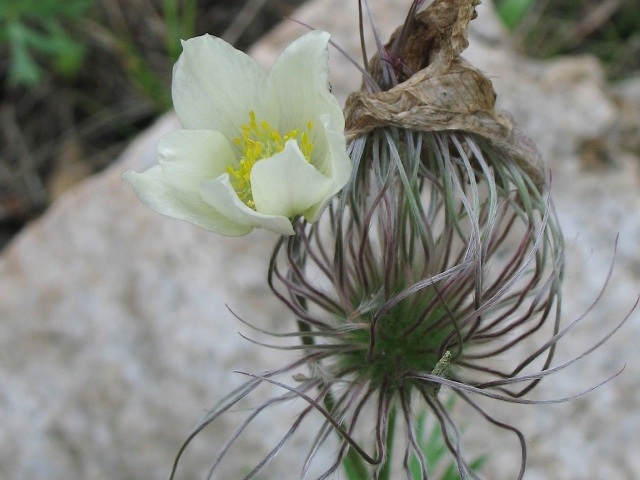Pacific Anemone (7 Cubic Inch)